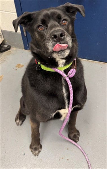 Photo of Cauldron, adoptable Labrador Retriever in Peoria, Illinois