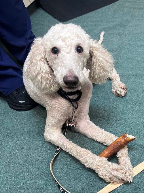 Photo of Dahly, adoptable Poodle (Standard) in Silver Spring, Maryland
