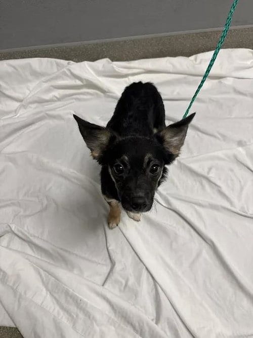Photo of Bonita, adoptable Chihuahua in Las Vegas, Nevada