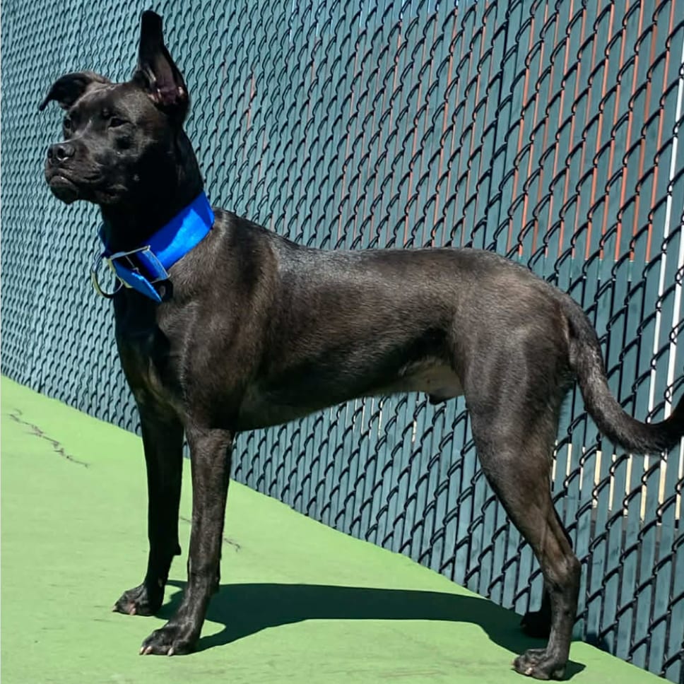 Photo of River - Home to Home, adoptable Retriever, Black Labrador in South Elgin, Illinois