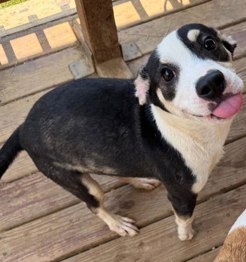 Photo of Bark Twain, adoptable Terrier in Wetumpka, Alabama