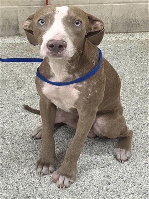 Photo of A433680, adoptable Pit Bull Terrier in Conroe, Texas