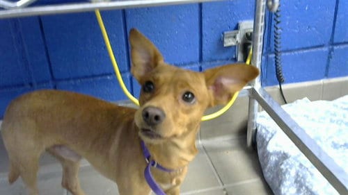 Photo of Borak, adoptable Chihuahua in Albuquerque, New Mexico