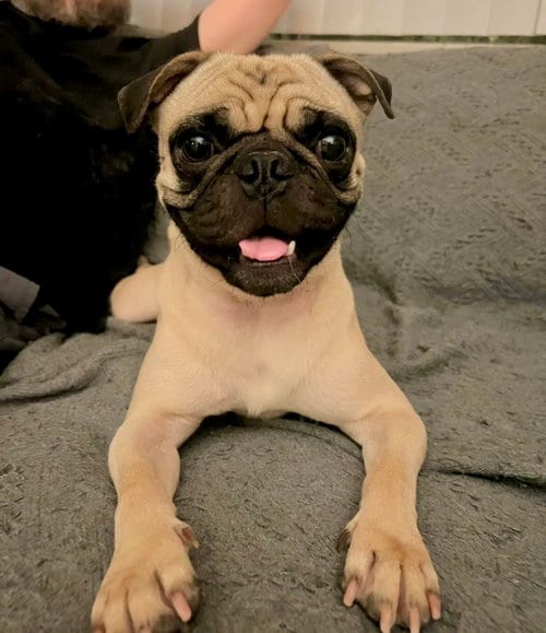 Photo of Malloy, adoptable Pug in Dana Point, California