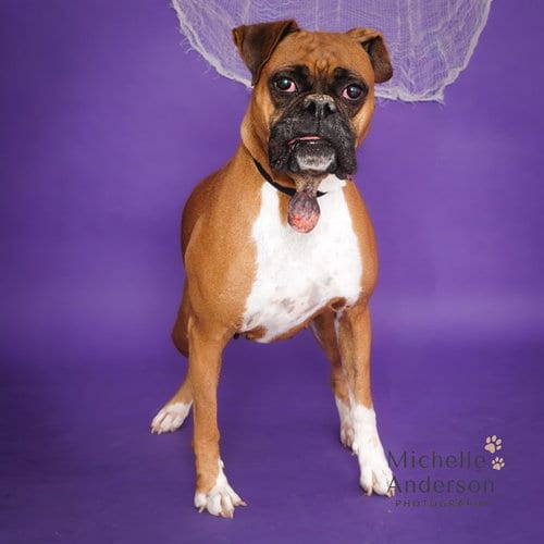 Photo of A165776, adoptable Boxer in Corona, California