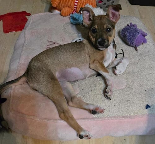 Photo of Dory, adoptable Chihuahua in San Antonio, Texas