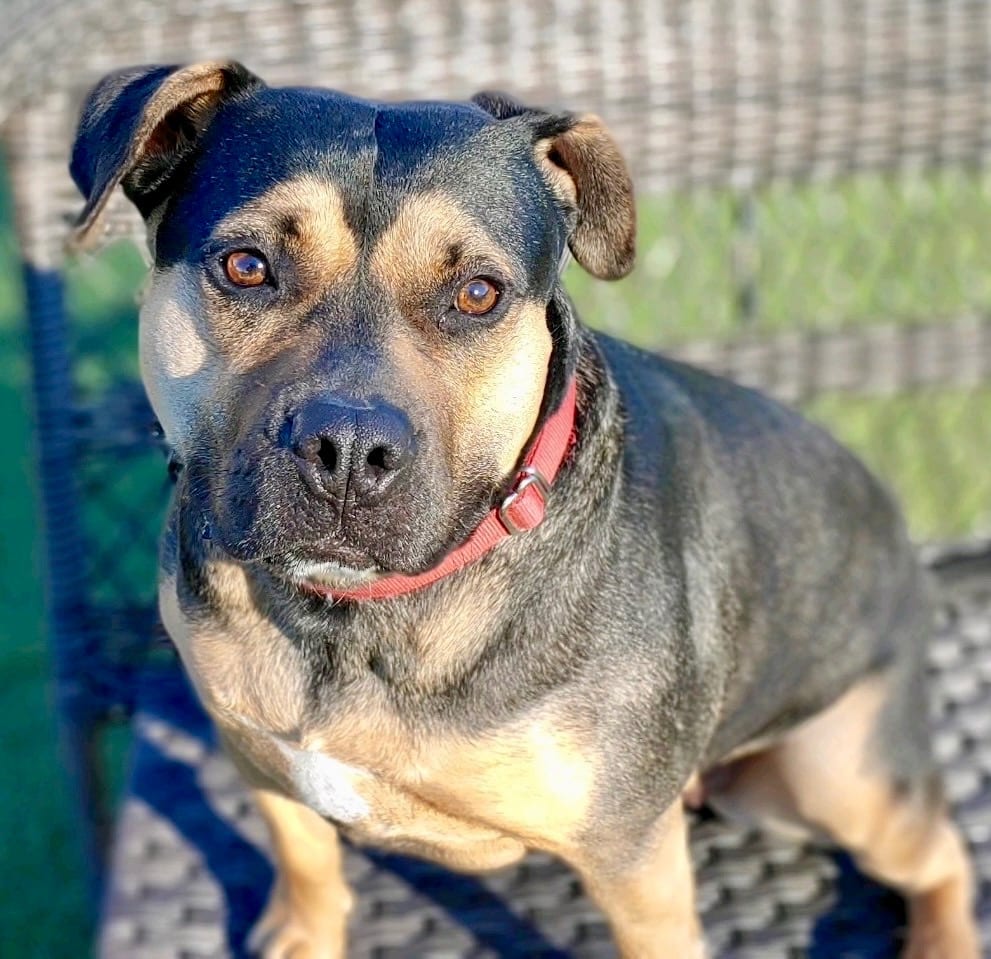 Photo of Molly, adoptable Terrier in Bloomfield, Connecticut