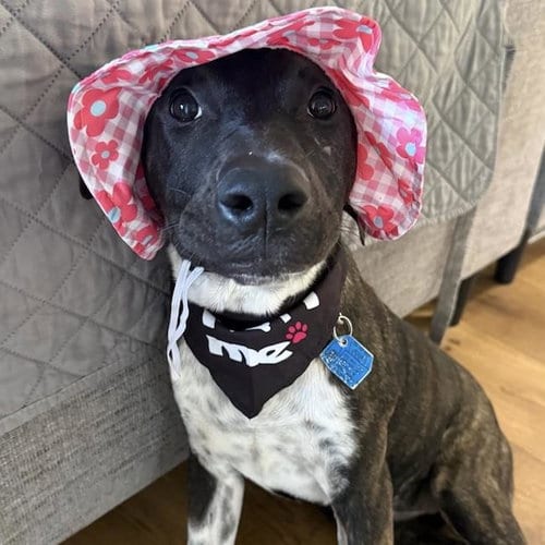 Photo of Paw Patrol Pup - Liberty, adoptable Shepherd in San Diego, California