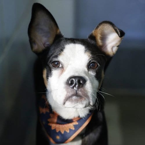 Photo of Dougie, adoptable Terrier in San Antonio, Texas