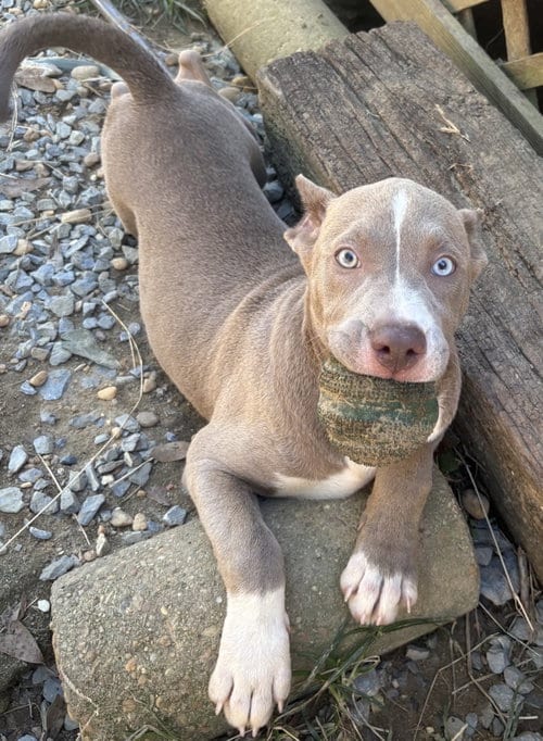 Photo of Dolly, adoptable Bulldog in Wetumpka, Alabama
