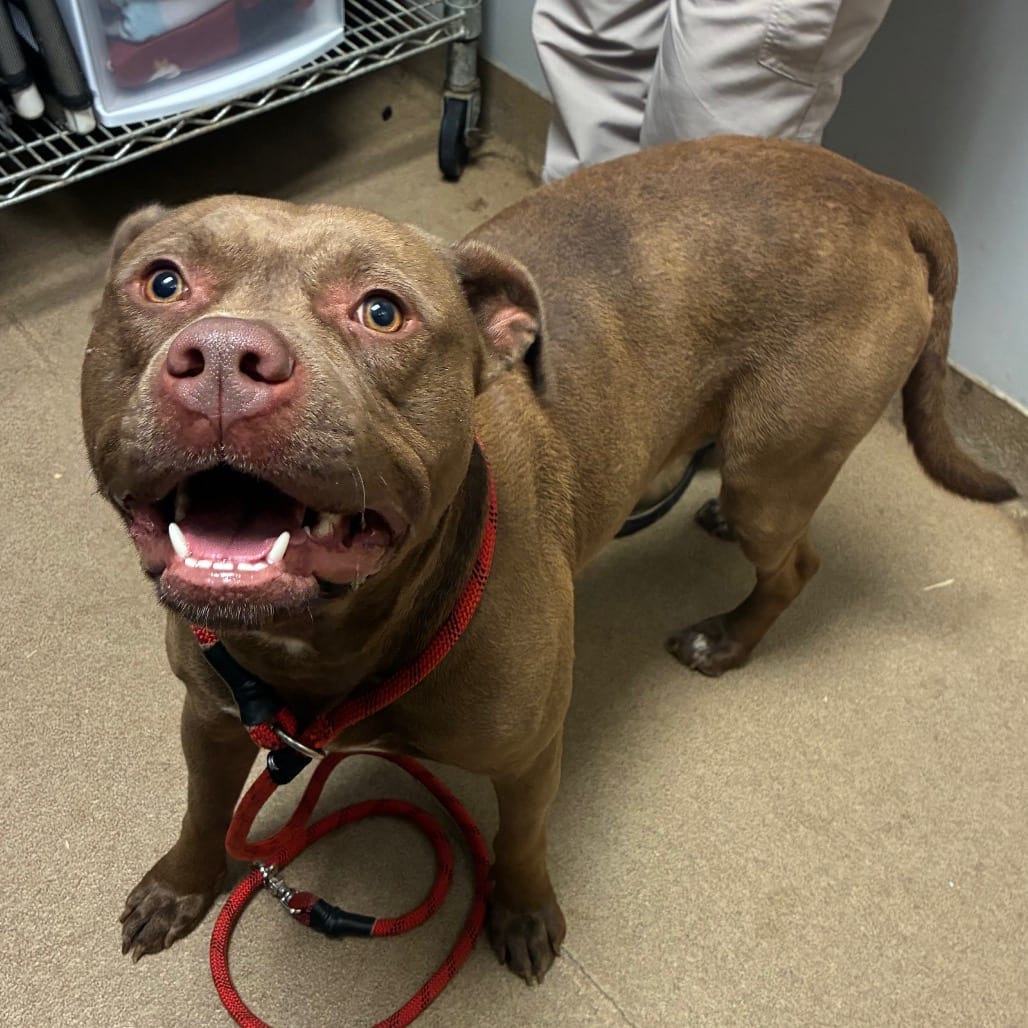 Photo of Hancho, adoptable Mixed Breed (Large) in Chattanooga, Tennessee