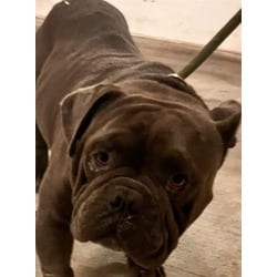 Photo of Rene, adoptable English Bulldog in Doral, Florida