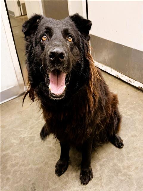 Photo of Bagheera, adoptable Chesapeake Bay Retriever in Los Angeles, California