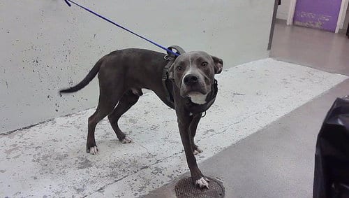 Photo of Moony, adoptable Staffordshire Bull Terrier in Houston, Texas