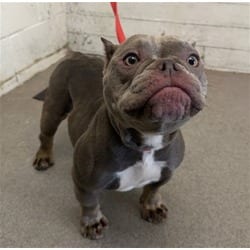 Photo of Leanna, adoptable American Bulldog in San Bernardino, California