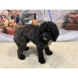 Photo of Zeke, adoptable Poodle (Miniature) in Doral, Florida