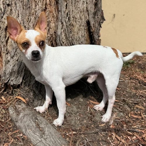 Photo of Chappie, adoptable Chihuahua in Oakland, California