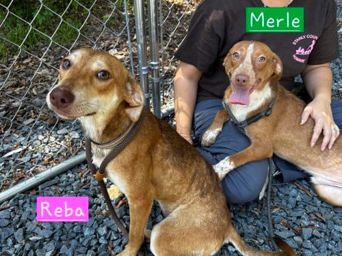 Photo of Merle, adoptable Australian Cattle Dog/Blue Heeler in Albemarle, North Carolina