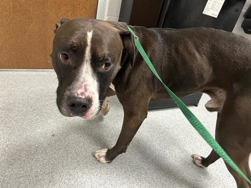 Photo of Doritos, adoptable American Pit Bull Terrier in Ocala, Florida