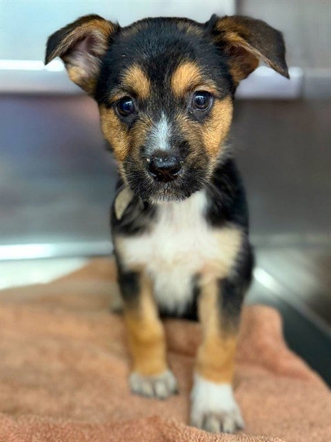 Photo of Matilda, adoptable German Shepherd Dog in Agoura, California