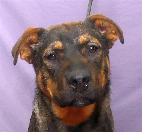 Photo of Daisy, adoptable German Shepherd Dog in Ukiah, California