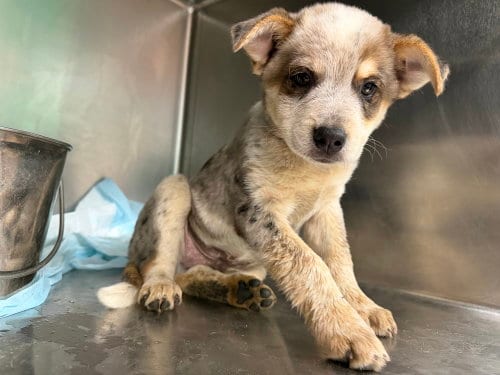 Photo of Beau, adoptable Australian Shepherd in garner, North Carolina