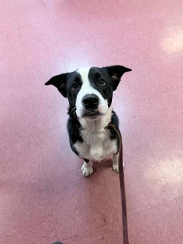 Photo of Joker, adoptable Border Collie in Ukiah, California
