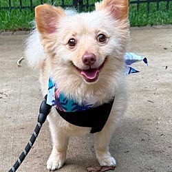 Photo of Elliot, adoptable Pomeranian Chihuahua in Waxhaw, North Carolina
