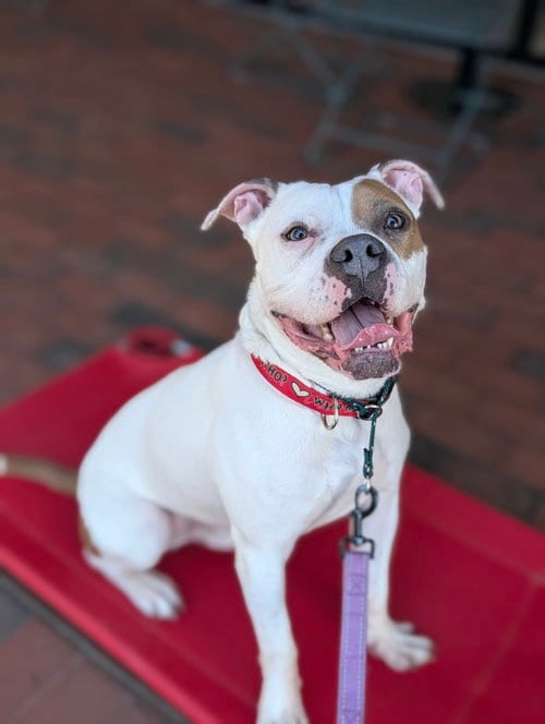 Photo of Chief, adoptable Boxer in Greenville, Maine