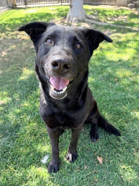 Photo of Lonnie, adoptable Labrador Retriever in Riverside, California