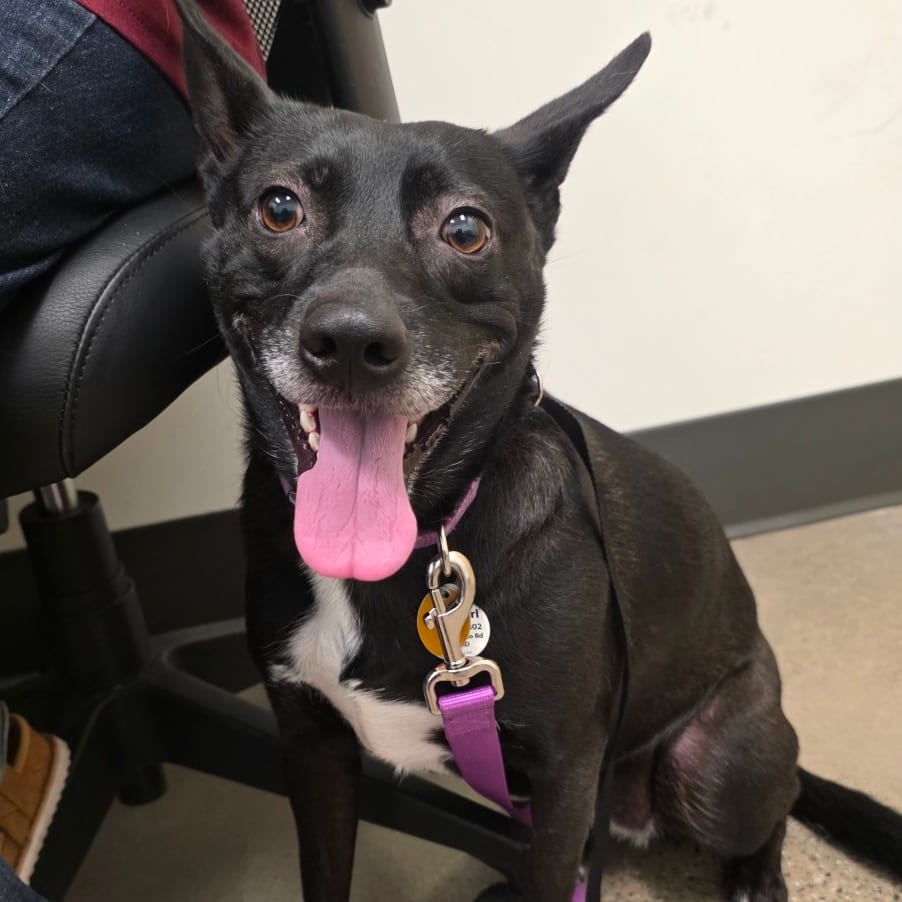 Photo of Baby Girl, adoptable Mixed Breed (Medium) in Hayden, Idaho