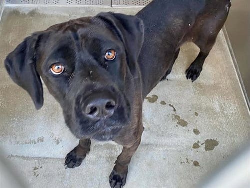 Photo of Velvet, adoptable Mastiff in Orange, California