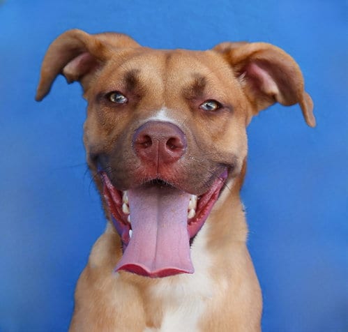 Photo of Max, adoptable Pit Bull Terrier in Pasadena, California