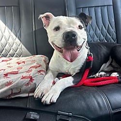 Photo of Hustle, adoptable American Bulldog in Beverly Hills, California