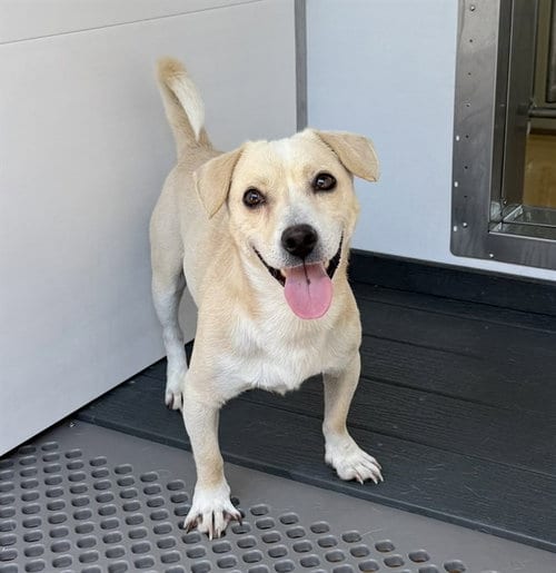 Photo of Max, adoptable Chihuahua in San Bernardino, California