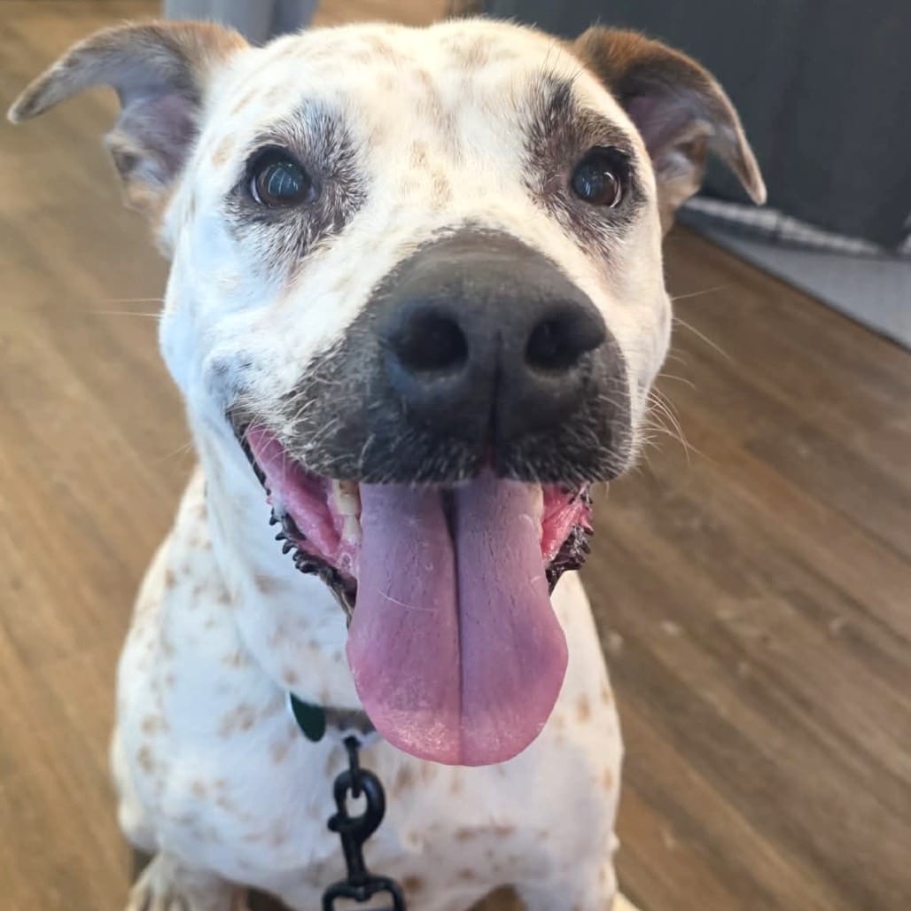 Photo of Nadia, adoptable Mixed Breed (Large) in Buffalo, Minnesota