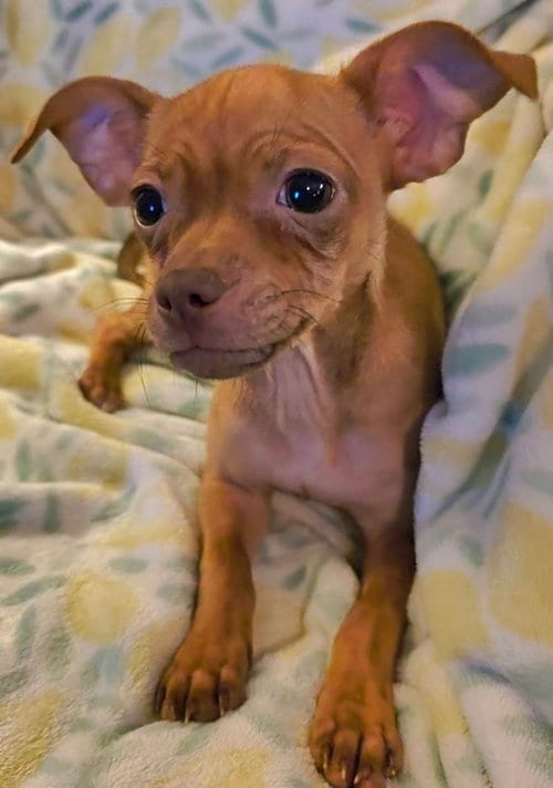 Photo of Blair, adoptable Chihuahua in Rosenberg, Texas
