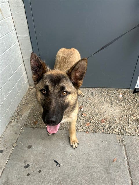 Photo of A374274, adoptable Belgian Shepherd Malinois in Stockton, California