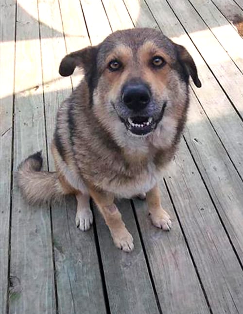 Photo of Willow, adoptable German Shepherd Dog in Murfreesboro, North Carolina
