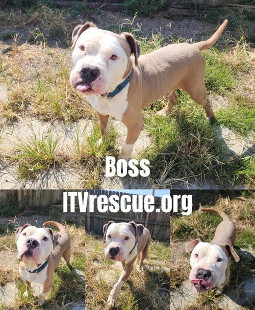 Photo of Boss, adoptable American Pit Bull Terrier in Evansville, Indiana