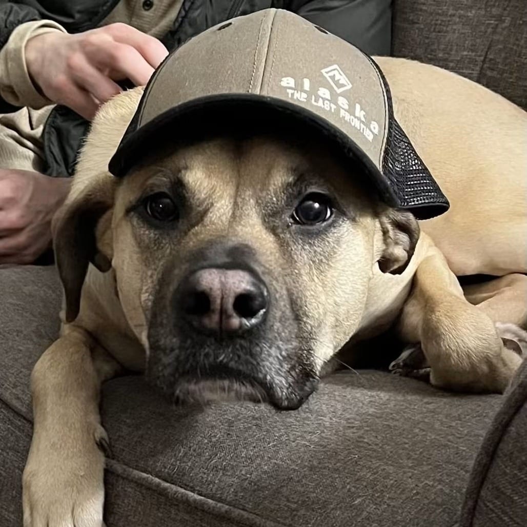 Photo of Finny D12863, adoptable Boxer / Terrier, American Staffordshire in Princeton area, Minnesota