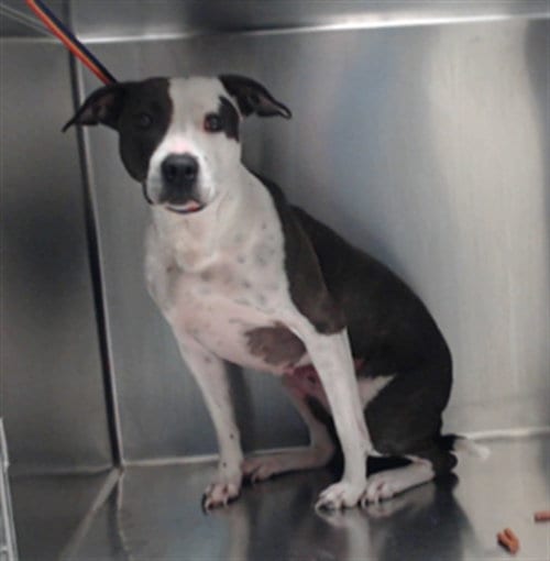 Photo of Harley, adoptable Pit Bull Terrier in Fayetteville, North Carolina
