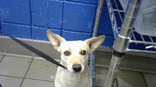 Photo of Gizmo, adoptable Chihuahua in Albuquerque, New Mexico