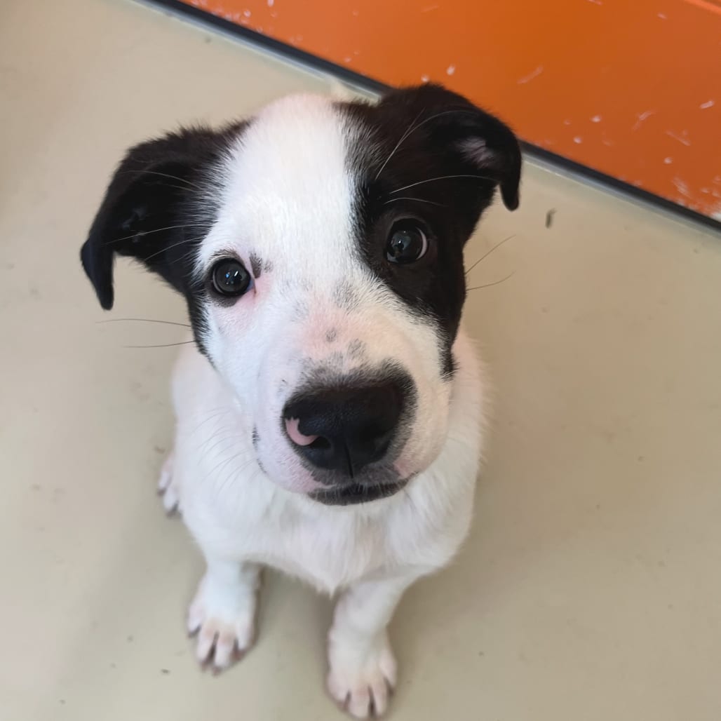 Photo of Duke, adoptable Husky / Mix in Chapel Hill, North Carolina