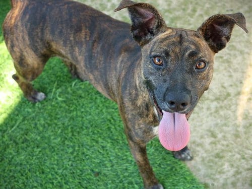 Photo of Kiki, adoptable Plott Hound in Tallahassee, Florida