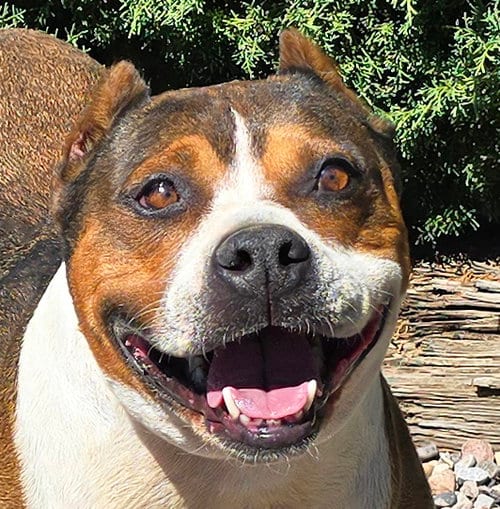 Photo of Tolerant Mr Topo ~ True Gentleman, adoptable American Staffordshire Terrier in Albuquerque, New Mexico