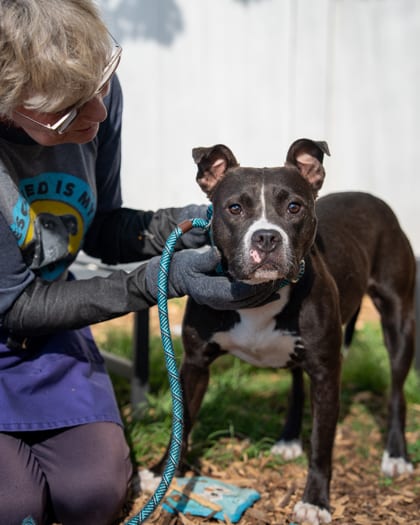 Photo of Bebe, adoptable dog in Chamblee, Georgia