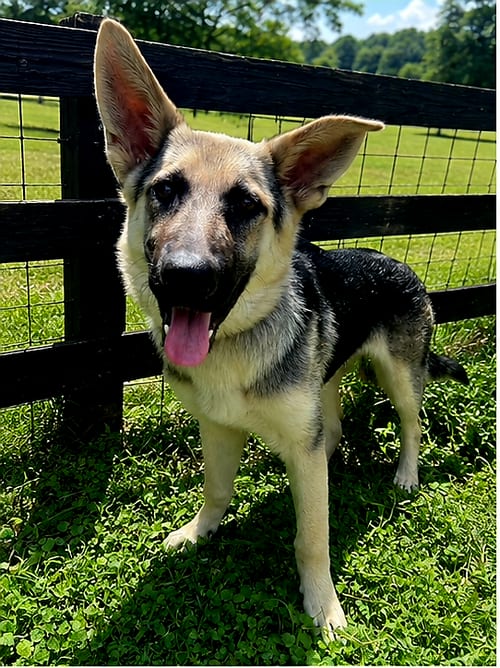 Photo of Puppy Raquel, adoptable German Shepherd Dog in Franklin, Tennessee