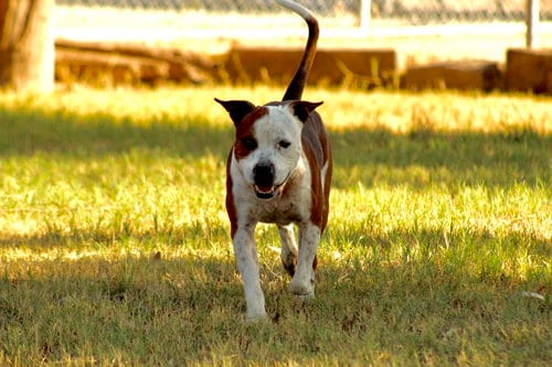 Photo of Armani, adoptable Pit Bull Terrier in El Centro, California