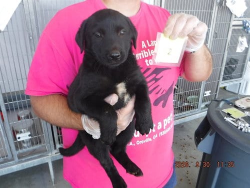Photo of Nyx, adoptable Labrador Retriever in Oroville, California